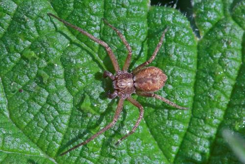 Réf. 230 748 : Philodromus sp.